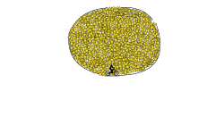 THE SUN