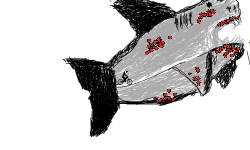 Megalodon and prehistoric fish