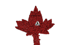 Maple Leaf