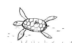 Seaturtle AC