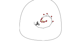 Wheelie Loop