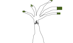 Money tree trial