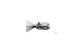 Some kind of Fish