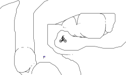 montana moose