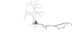 Rocky Cave Auto