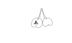 Realistic Drawing of Fruit