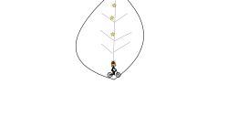 Maple Leaf