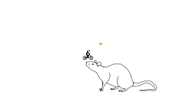 Rattus Norvegicus