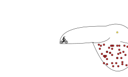 The basic track