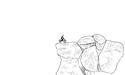 rocks