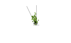 Slingshot japan jugan