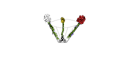 Flowers(2)