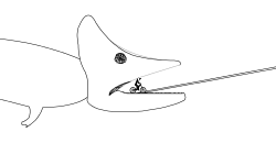 Razor
