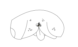 badly drawn dog