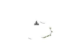 the seed
