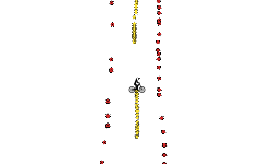 Helicopter