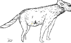 The shepherd