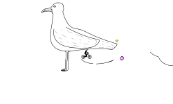 seagul?