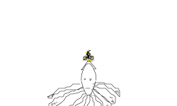 Meet Squid