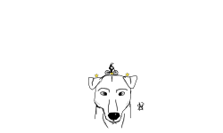 cooper the dog
