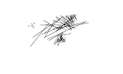 Random 1