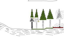 Forest Fire