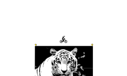 Siberian Tiger