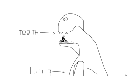 human body (male)