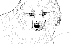 wolf with track