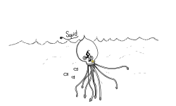 Squid