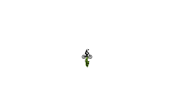 Short Fast Auto + wheelie
