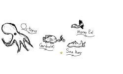 Catalina Animals