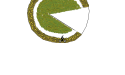 PACMAN