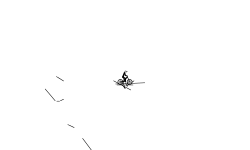 race