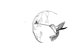 Hummingbird (finished)