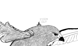 Hawk in Flight (Drawing)