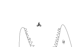 shark