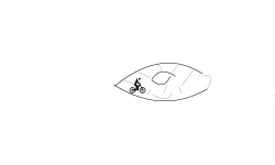 Eye hop
