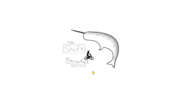 Narwhal Drawing