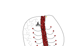 strong lungs READ DISC