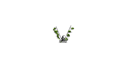 Stretchy Rider HD (desc)