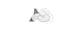 The Snake