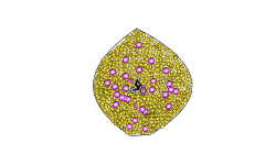 the impossible Lemon