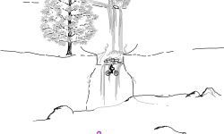 Woodland NTBF