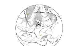 eukaryoticˢʷ