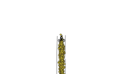 1000 star