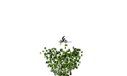 broccoli !!!!!!!!!!!!