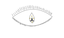Eyeball