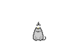 kitty