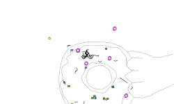 Donut (auto)